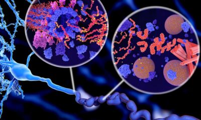 ipamorelina segurança