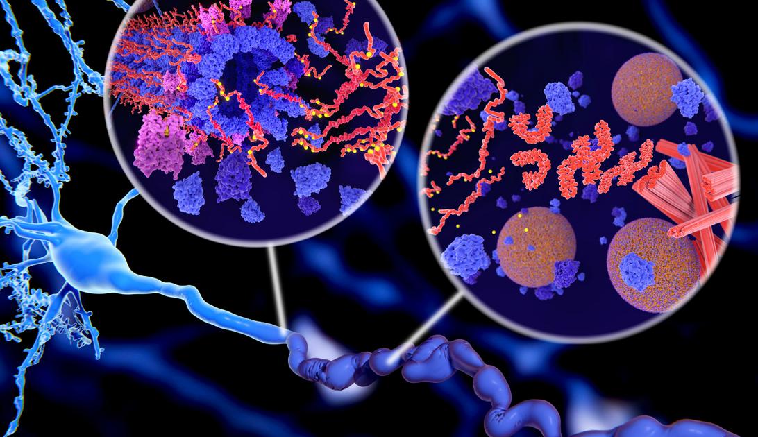 ipamorelina segurança